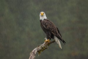 Bald eagle in the rain-103.JPG