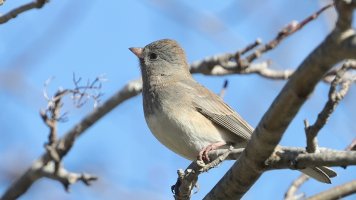 Junco_DX2_223 - .JPG