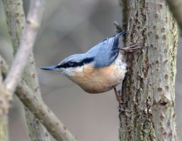 Nuthatch_915A2236.jpg