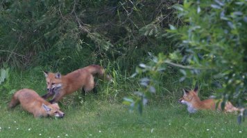 Foxes5.JPG