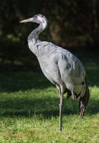 Common Crane_PTK9765 2500px V1.JPG