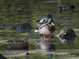 Mallard Duck_PTK9820 2500px V1.JPG