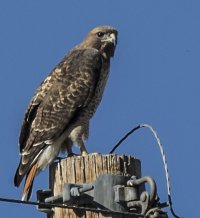red tail hawk2.jpg