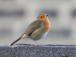 2B4A2506_robin_reduced_eyefocus.JPG