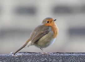 2B4A2510_robin_reduced_wingfocus.JPG