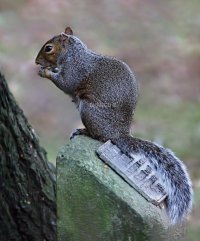 Squril_WM_06102016_Web_01A.jpg
