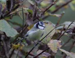 2B4A3072_bluetit_side_800.JPG