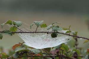 2B4A3012_cobweb_560_reduced.jpg