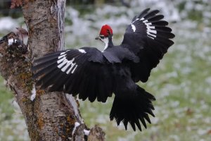 Pileated flight_445.JPG