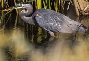 heron wading.jpg