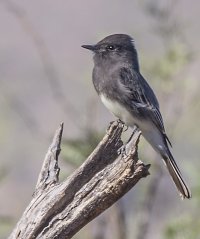 black phoebe.jpg