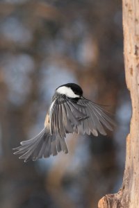 Chickadee flying_24078.JPG