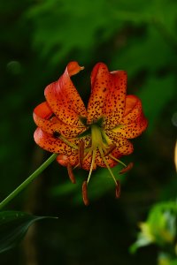 Turk's Cap Lily 6-27-2015 2.JPG