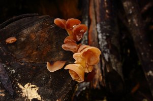 Old Man's Ear Fungus 1.JPG