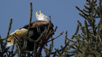 Concerned eagle_16500.JPG