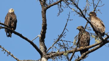 Bald eagles_18011.JPG
