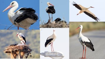 my-storks-2.jpg