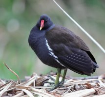 2B4A1932_moorhen_crop.jpg