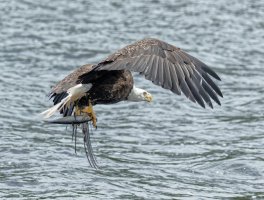 eagle+fish.jpg