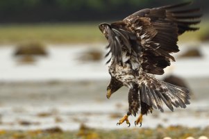 Youngster landing_17872.JPG