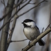 Chickadee Square.jpg