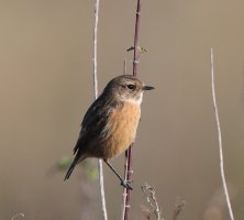 Stonechat_2B4A3626_Winter_female_dppBest.JPG