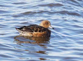 femalewigeon_2B4A3830_DxO_femalewigeon.jpg