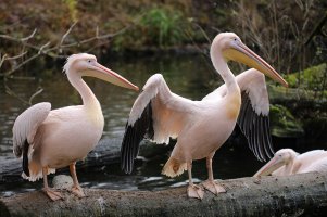 Pelikans.JPG