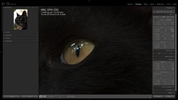 Backlit Black Cat (80D IQ).jpg