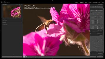 Backlit Bee (80D IQ).jpg