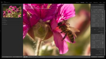 Backlit Bee 2 (80D IQ).jpg