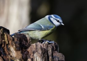 Bluetit_2B4A4127_DxO_bluetit.jpg