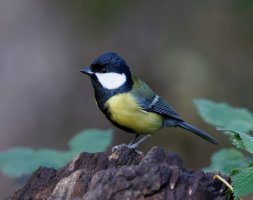 Greattit_2B4A4040_DxO_greattit.jpg