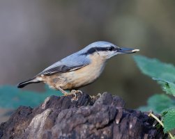 nuthatch_2B4A3978_DxO_Best.jpg
