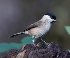 willowtit_2B4A4060_DxO_willowormarsh_tit.jpg