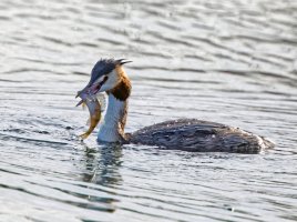 greatcrestedgrebe+fish_2B4A4181_DxO_BestPP_CR.jpg
