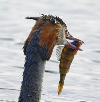 greatcrestedgrebe+fish_2B4A4205_DxO_PortraitBest_ CR.jpg