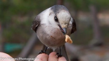 CanadaJay.jpg