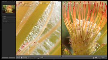 80D sharpness 300% crop (ISO 200).jpg