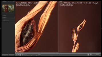 80D sharpness 300% crop (ISO 400).jpg