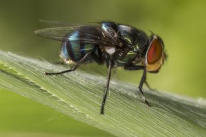 European Green Blowfly 05.jpg