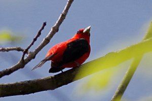 Scarlet Tanager_0002.jpg