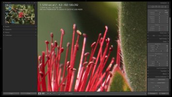 80D Noise - ISO 100c.jpg