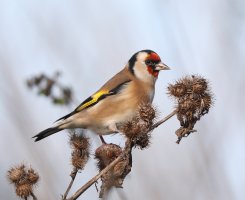 Goldfinch_2B4A4379_DPP.JPG