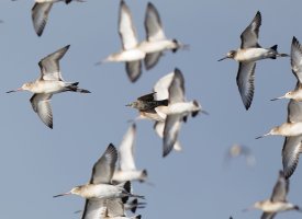 godwit+starling_flying_2B4A4532_DxO_.jpg