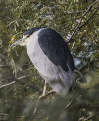 black crown sideA.jpg