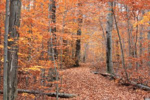 Halloween Colors.jpg