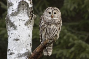 Barred owl 6.JPG