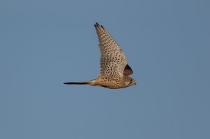Kestrel in flight.jpg