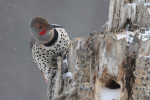 Northern Red-shafted flicker 1DX2 400 X2 _1043.JPG